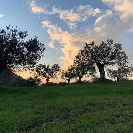 Meditation Olive House Pelei