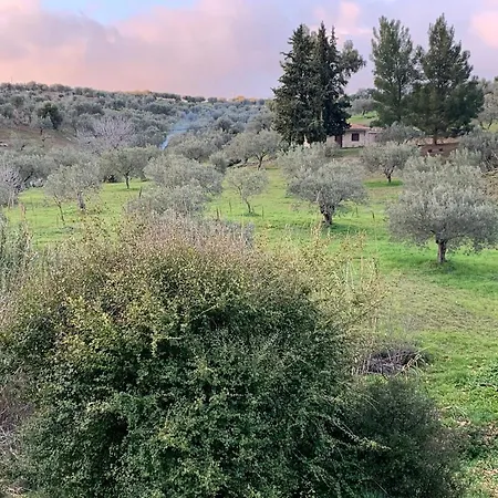 Meditation Olive House