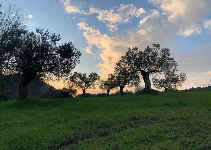 Meditation Olive House Pelei