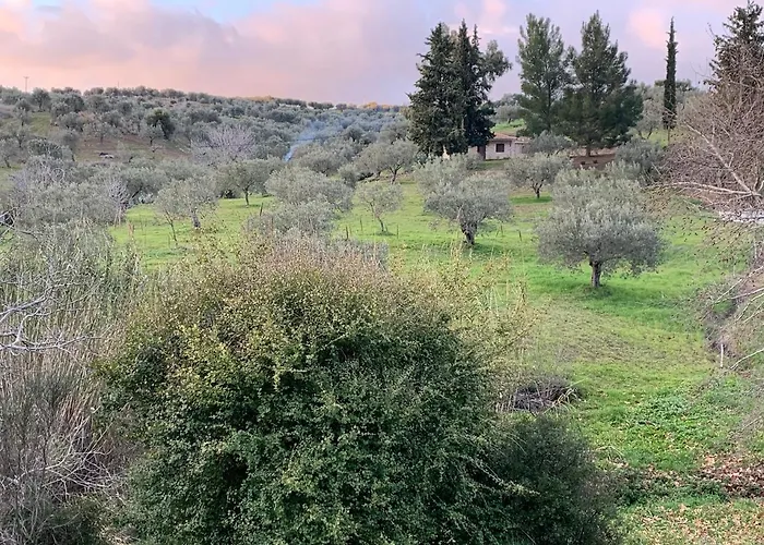 Meditation Olive House